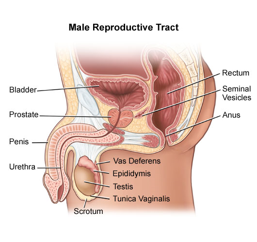 Male reproductive system illustration